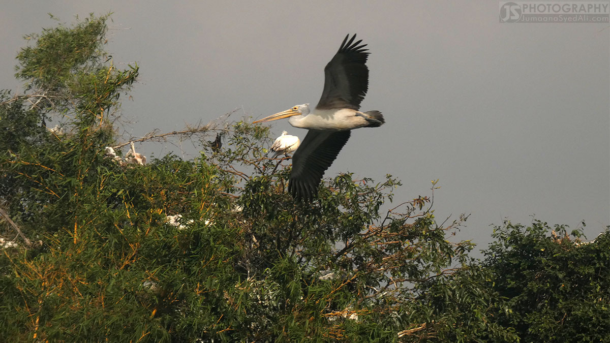 Ranganathittu Bird Sanctuary - Pelican in flight mode