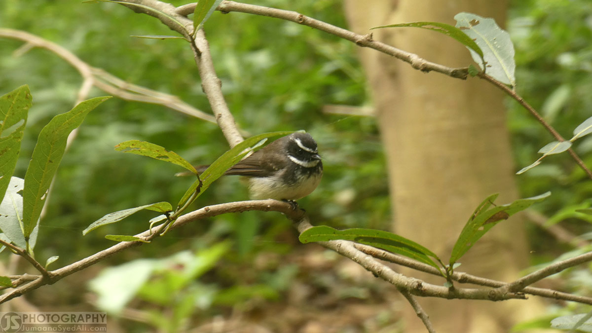 Ranganathittu Bird Sanctuary - A cute little bird in the walk path