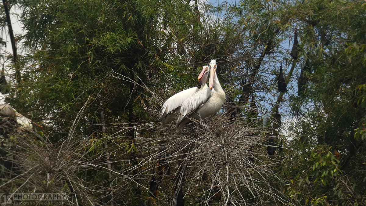 Ranganathittu Bird Sanctuary - Pair of Pelicans