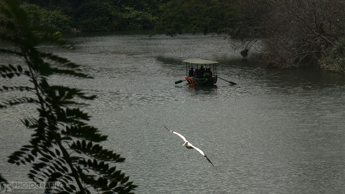 Ranganathittu Bird Sanctuary - The amazing view of boating and a Pelican in flight mode