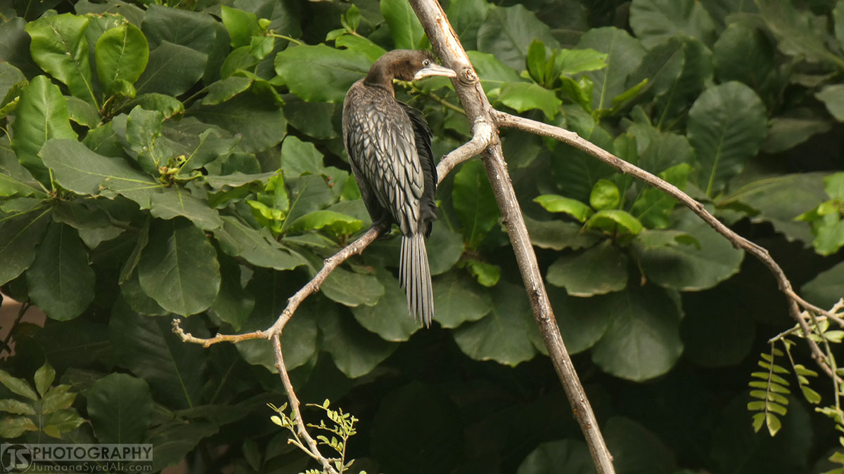 Yediyur Lake, Bangalore