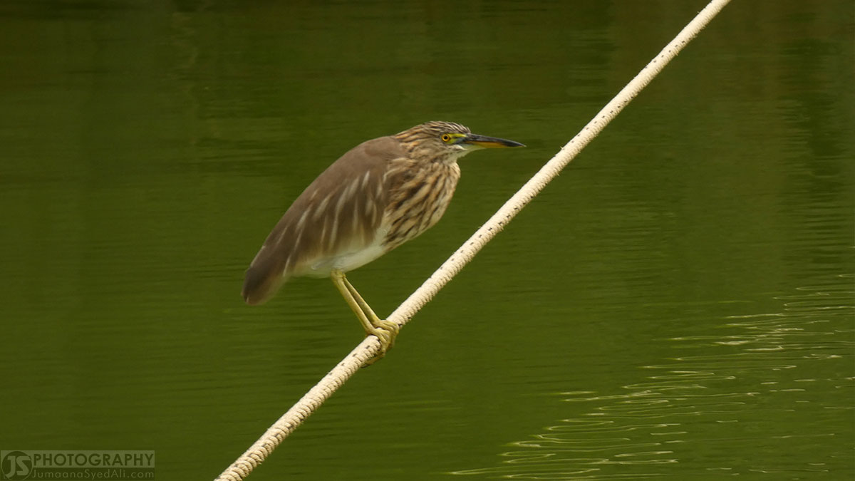 Yediyur Lake, Bangalore
