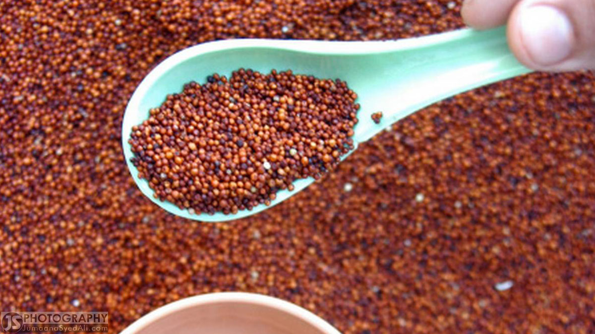 கேழ்வரகு – உணவில் சேர்ப்பதன் மூலம் கிடைக்கும் நன்மைகள்