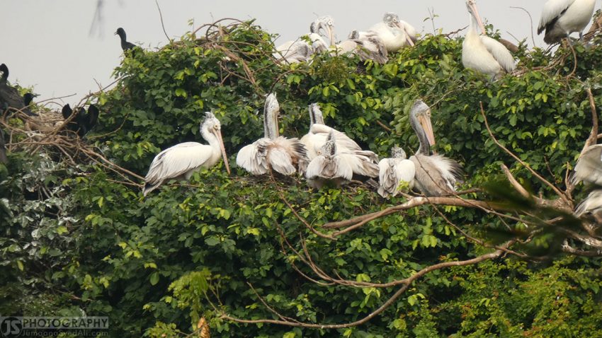 Ranganathittu Bird Sanctuary - Group of Pelicans