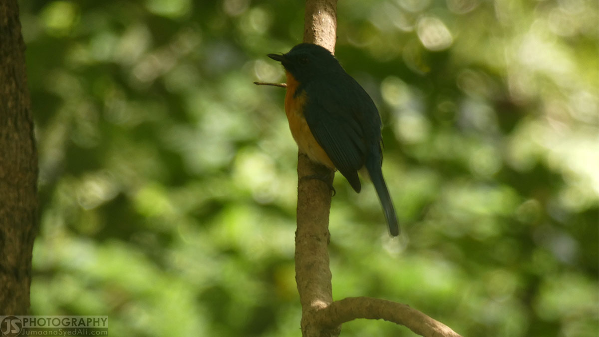 Ranganathittu Bird Sanctuary - Yellow-Bellied Chat-Tyrant