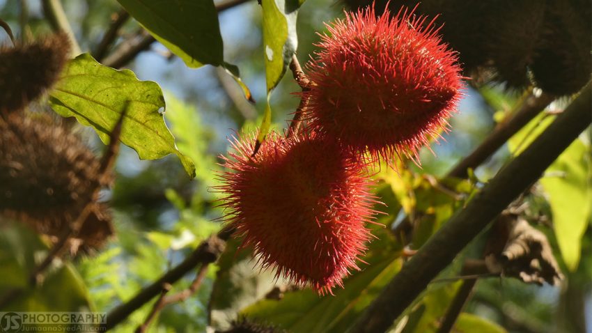 Ranganathittu Bird Sanctuary - Fruits on the walk path