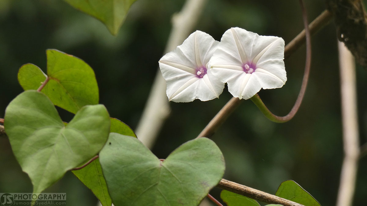 Ranganathittu Bird Sanctuary - Beautiful white flowers on the walk path