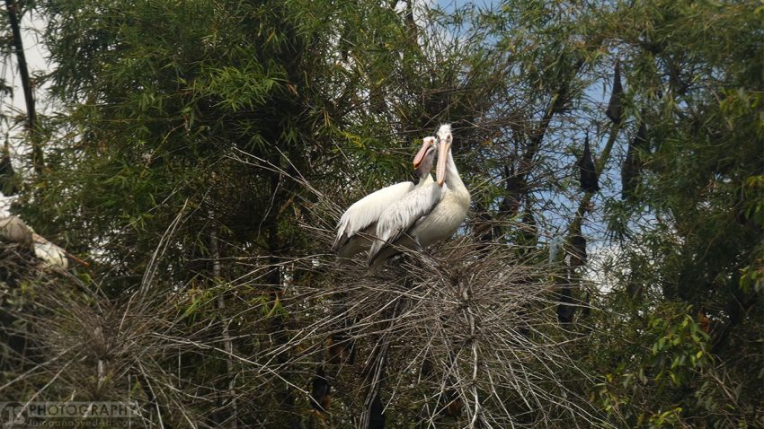 Ranganathittu Bird Sanctuary - Pair of Pelicans