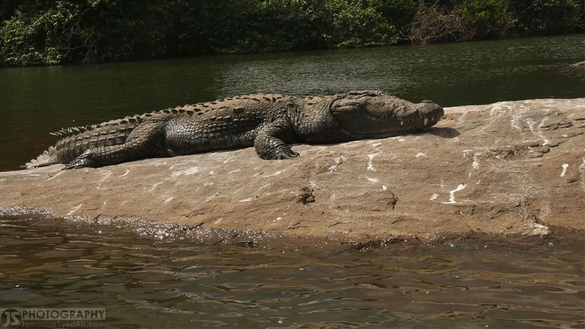 Ranganathittu Bird Sanctuary - 120+ Crocodiles live here