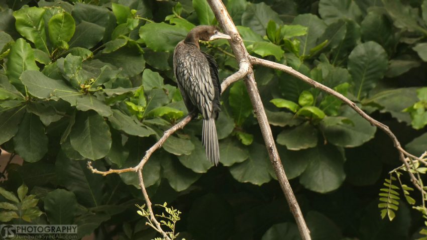 Yediyur Lake, Bangalore