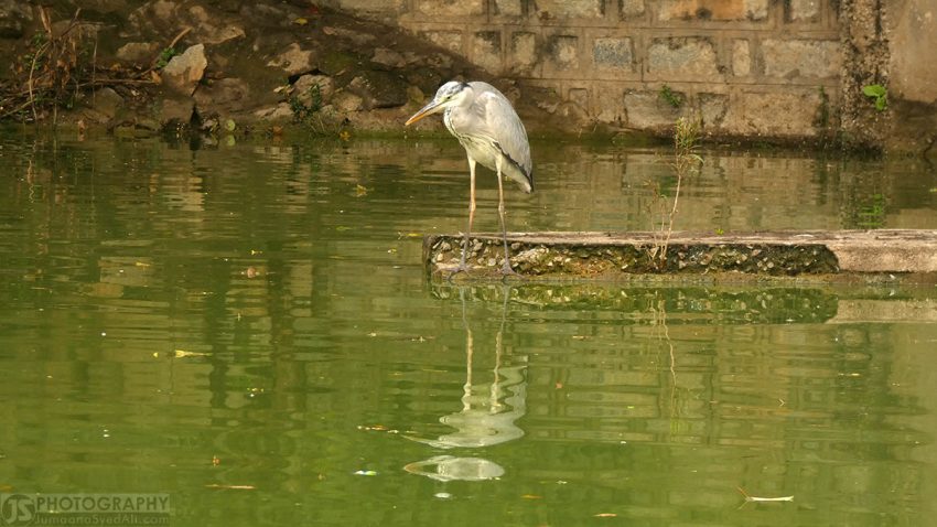 Yediyur Lake, Bangalore
