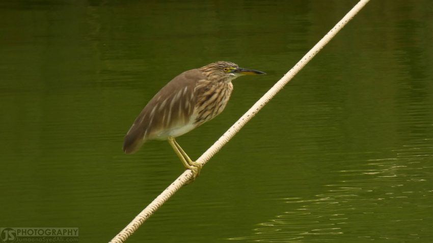 Yediyur Lake, Bangalore