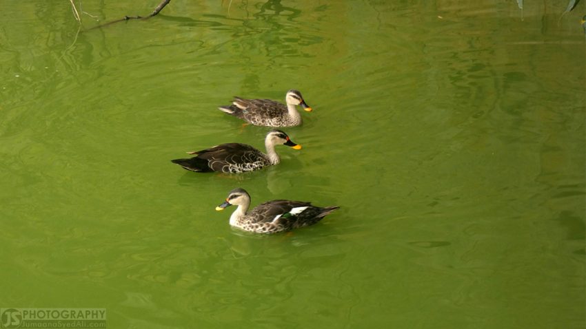 Yediyur Lake, Bangalore